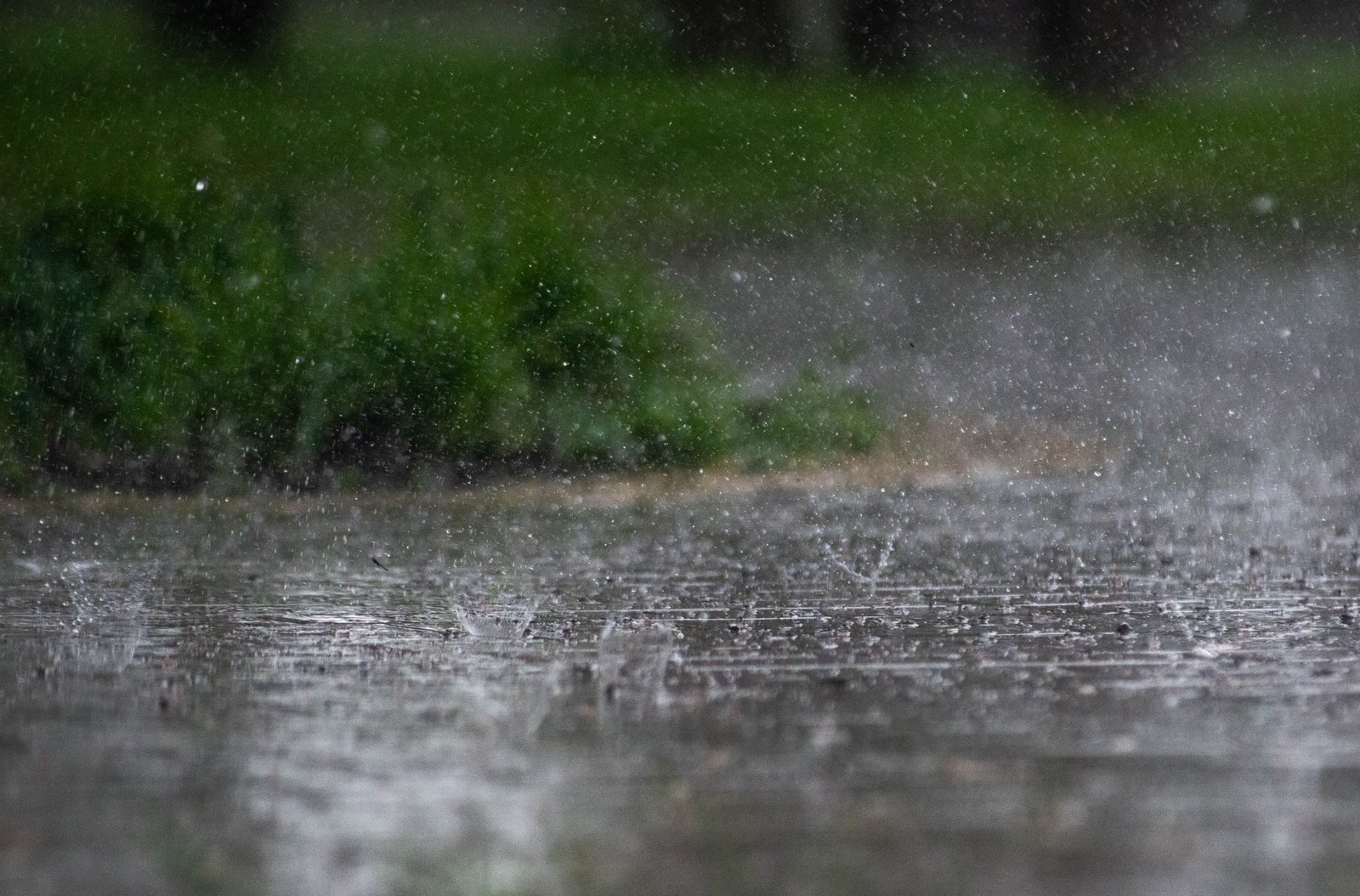 Moisture resting on blades of grass