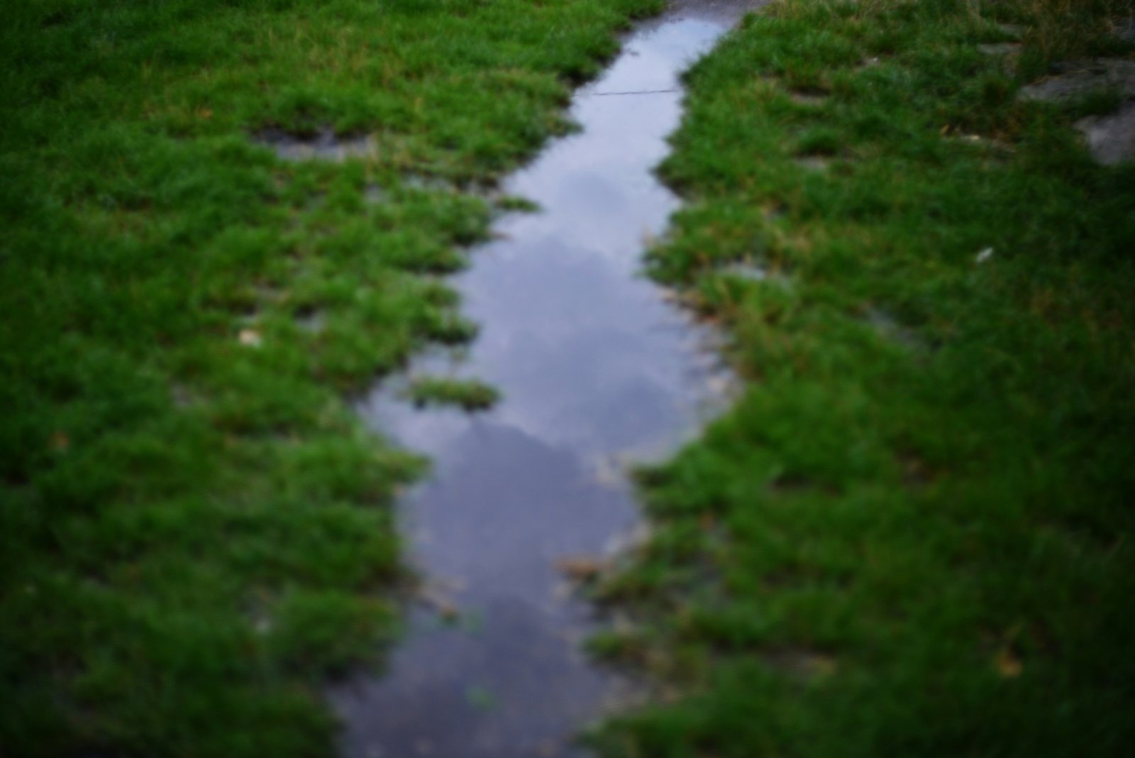 Standing water on grass