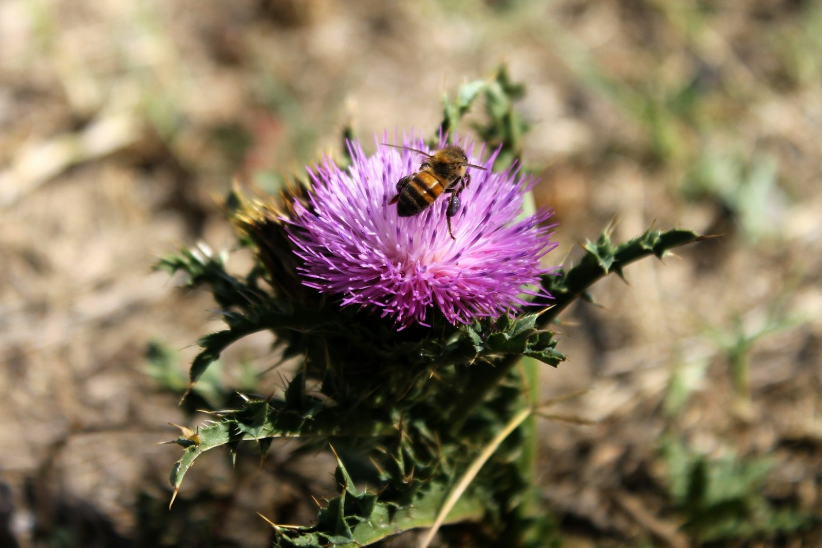 A Bee on a Weed